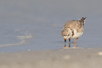 Piping Plover foraging along shoreline, Fort De Soto Park, Florida
