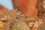 Common Cactus-Finch portfolio