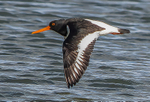 Oyster Catcher