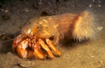 Calliactis parasitica