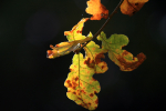 Westonbirt _WB024