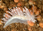 Fjordia sp.