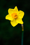 Single Daffodil - DSC_3756 copy
