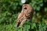 Tawny Owl