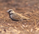 Ashy Crowned Sparrow  Lark