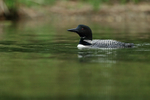 Great Northern Diver portfolio