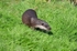 Otter