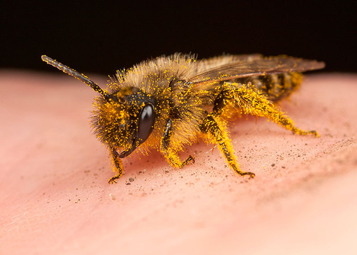 [i]Andrena flavipes[/i] male on my hand, covered in pollen.