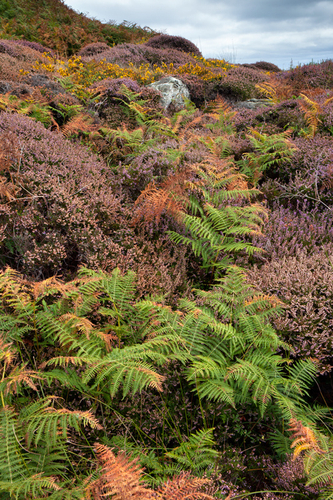 Ferns, Gorse and Heather.