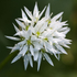 Ramson