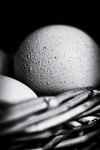 Eggs 04