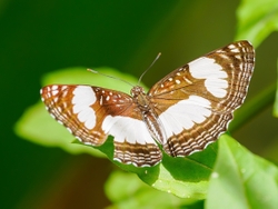 River Sailor butterfly