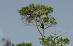 Fish eagle