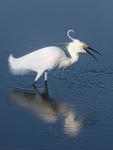 SNOWY EGRET - HUNTINGTON STATE PARK, SC