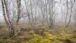 Silver Birch, Moss and Mist