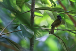 Grey-headed Tanager portfolio