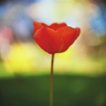 Tulip