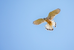 Kestrel