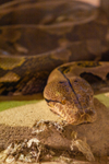 Boa constrictor-104