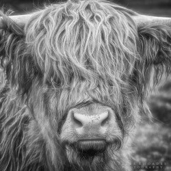 Highland Cow 01
