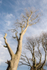 0474 Linley Beeches