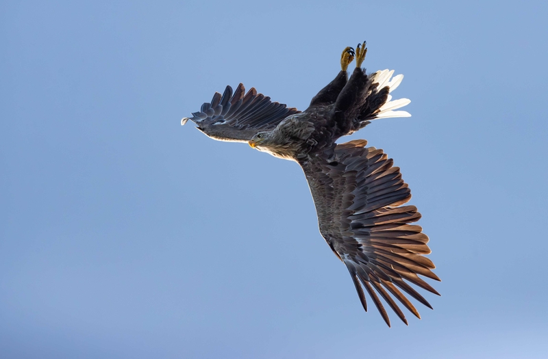 White Tailed Eagle - Isle of Mull - Scotland