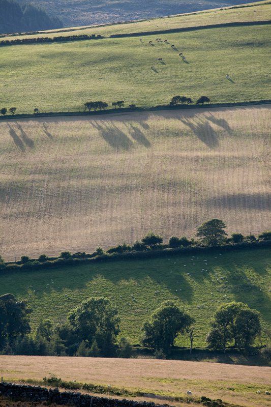 Crop Rotation