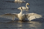 Whooper Swan