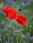 Wild Poppies & Bees
