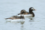 Long-tailed Duck pair, Iceland