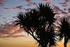 Yuccas in silhouette