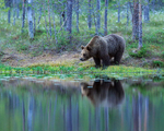 Brown Bear reflection at Martinselkonen