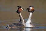 Great Crested Grebe - Podiceps cristatu