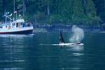 Orca watching, Johnstone Strait, Canada