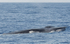 Rorqual commun