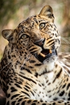 Leopard Portrait
