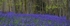 Bluebell Wood