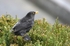 Blackbird in the Rain