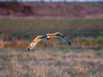 Short-eared Owl