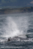 NZ026: Sperm whale blow