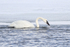 Trumpeter Swan drinking, Yellowstone River, Wyoming, USA
