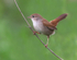 Cettis Warbler