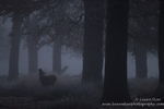 Doe in the mist