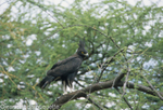 Long- crested eagle