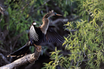 Anhinga wings spread, Venice Rookery, Florida