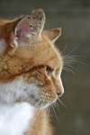 Ginger Cat