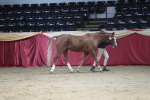 SBM_04955