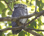 Northern White-faced Owl