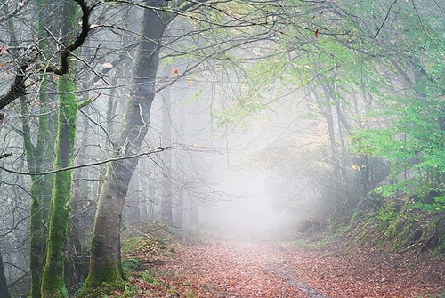 Woodland mist