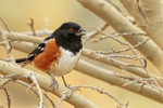 Spotted Towhee portfolio
